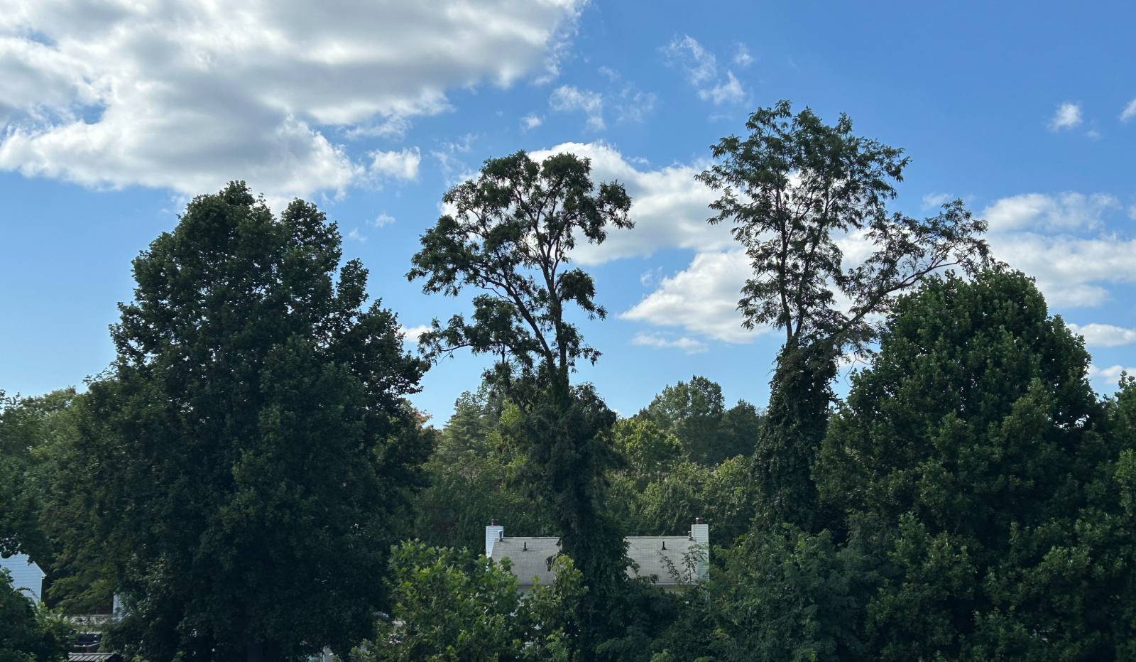 첫 번째 편지 - 안녕, 여긴 버지니아의 썸네일 이미지