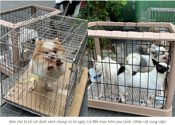 4/2부터 3일 정오까지 아파트 마당으로 퇴출된 개들