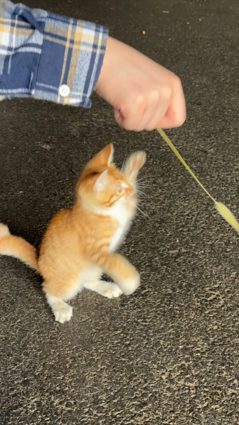 이미지 = 민대리 제공, 회사 근처 길냥이