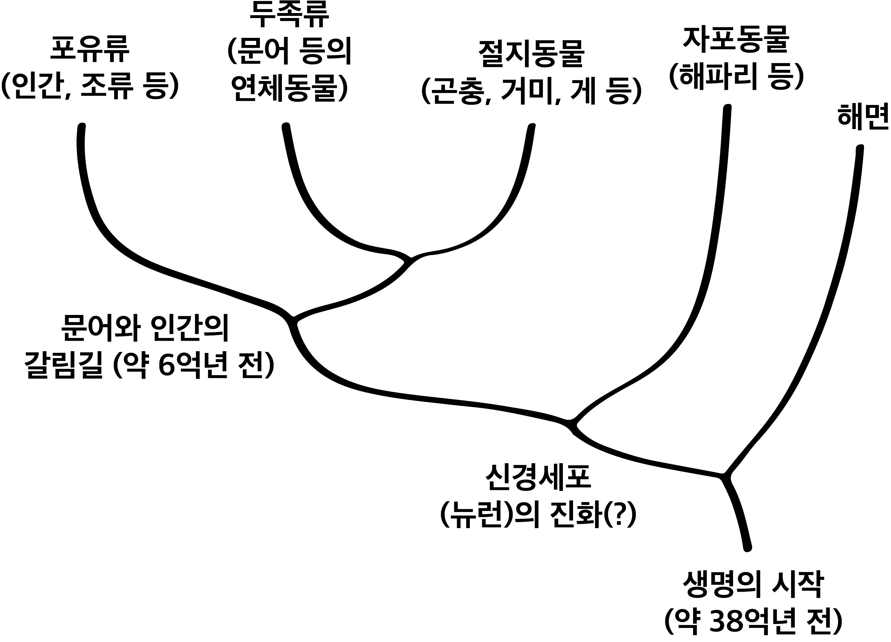 38억년 동안 진화해온 문어와 인간의 계보. 약 6억년 전, 문어와 인간은 서로 다른 진화의 길을 택했다.