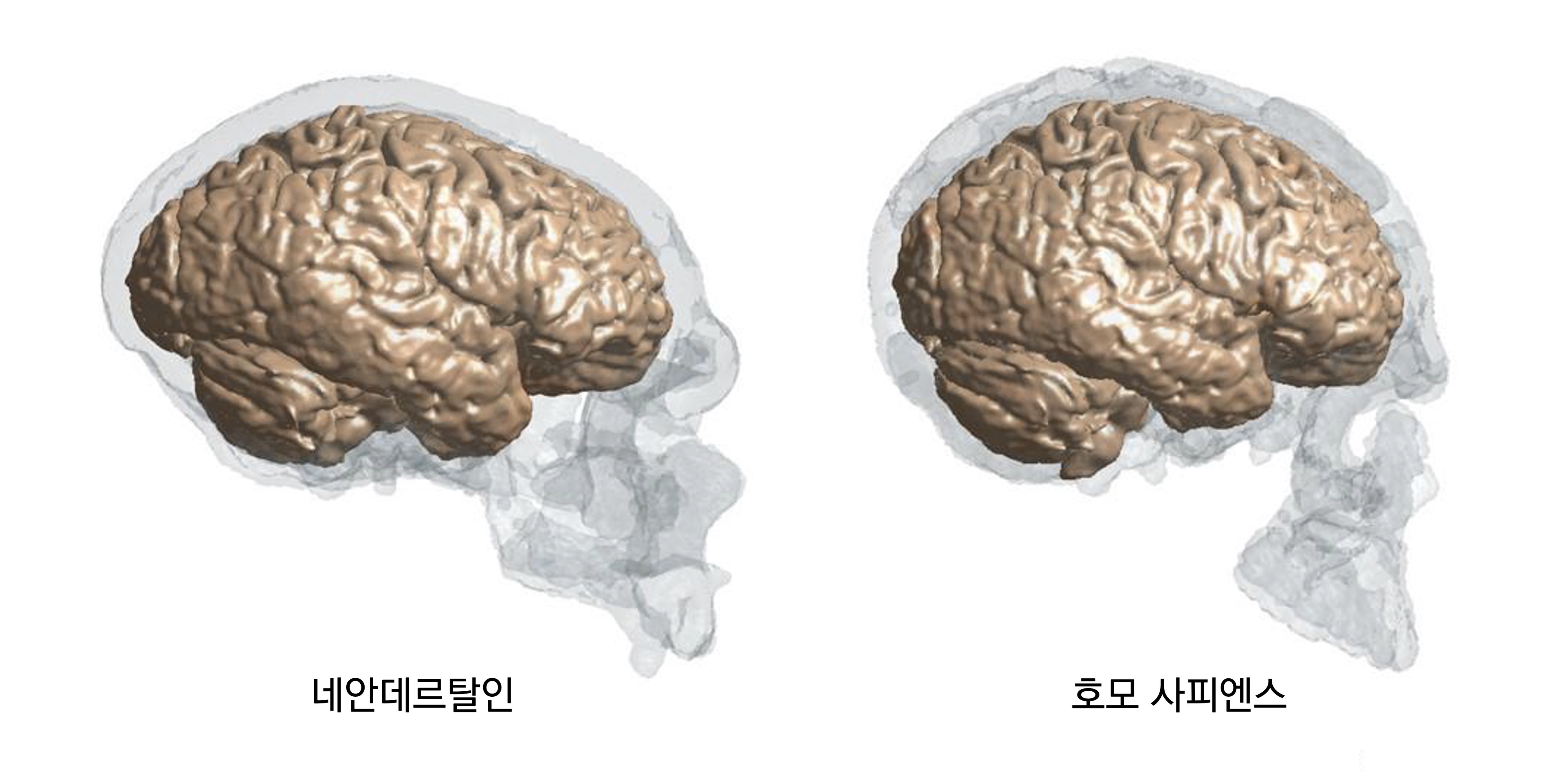 지구에서 자취를 감춘 네안데르탈인과 현존하는 인류 호모 사피엔스의 뇌. 사피엔스보다 더 커다란 뇌와 다부진 체격을 가졌음에도 네안데르탈인은 4만 년 전 멸종했다. © Keio University