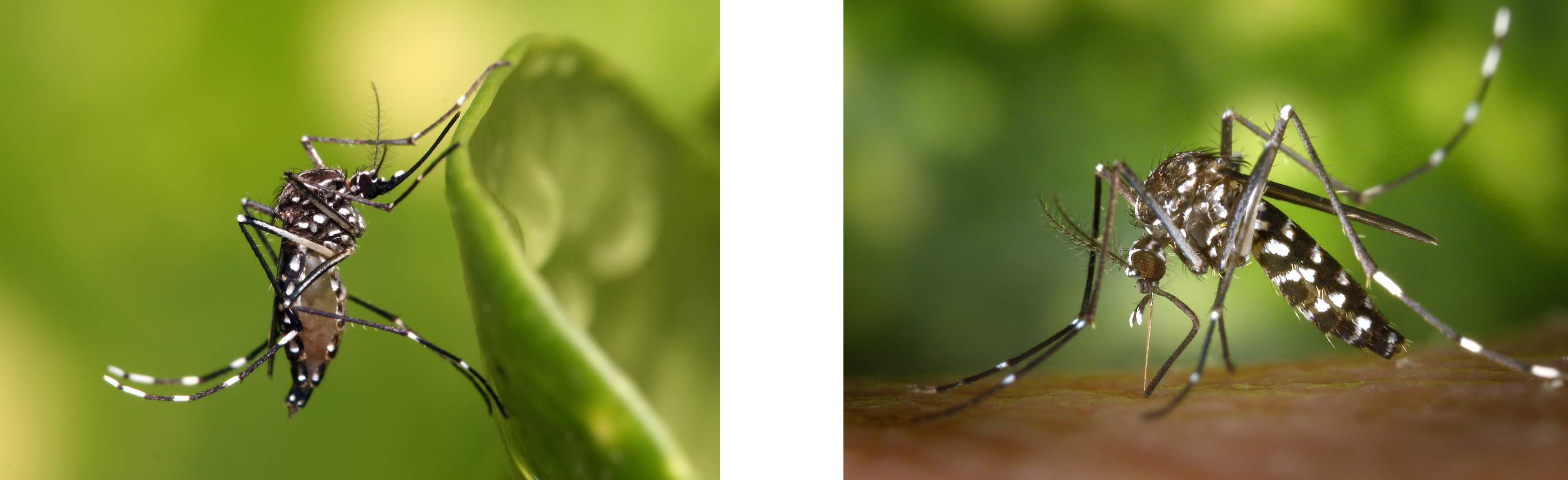 (왼쪽) 뎅기열, 말라리아, 지카 따위를 옮기는 이집트모기입니다. 다행히 우리나라에 사는 종은 아니예요. Wikimedia Commons/Muhammad Mahdi Karim, Aedes aegypti.jpg (오른쪽) 한국에도 널리 서식하는 흰줄숲모기입니다. CDC/James Ganathany.