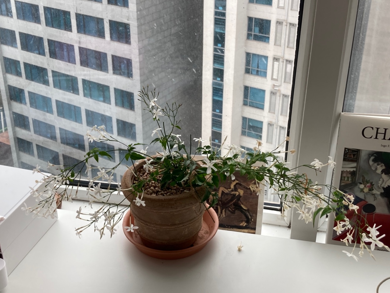 지금 키우고 있는 학자스민