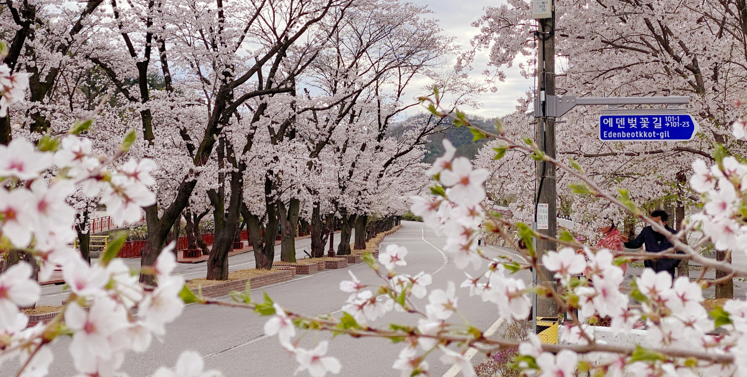 출처 : 2024 에덴벚꽃길 벚꽃축제 홈페이지