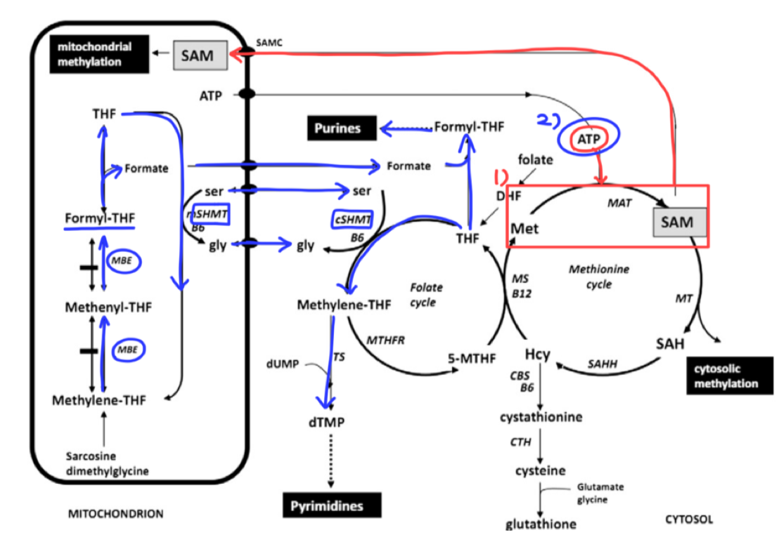 출처 :&nbsp;Iacobazzi,&nbsp;V.,&nbsp;Castegna,&nbsp;A.,&nbsp;Infantino,&nbsp;V.,&nbsp;&&nbsp;Andria,&nbsp;G.&nbsp;(2013).&nbsp;Mitochondrial&nbsp;DNA&nbsp;methylation&nbsp;as&nbsp;a&nbsp;next-generation&nbsp;biomarker&nbsp;and&nbsp;diagnostic&nbsp;tool.&nbsp;Molecular&nbsp;genetics&nbsp;and&nbsp;metabolism,&nbsp;110(1-2),&nbsp;25–34.&nbsp;