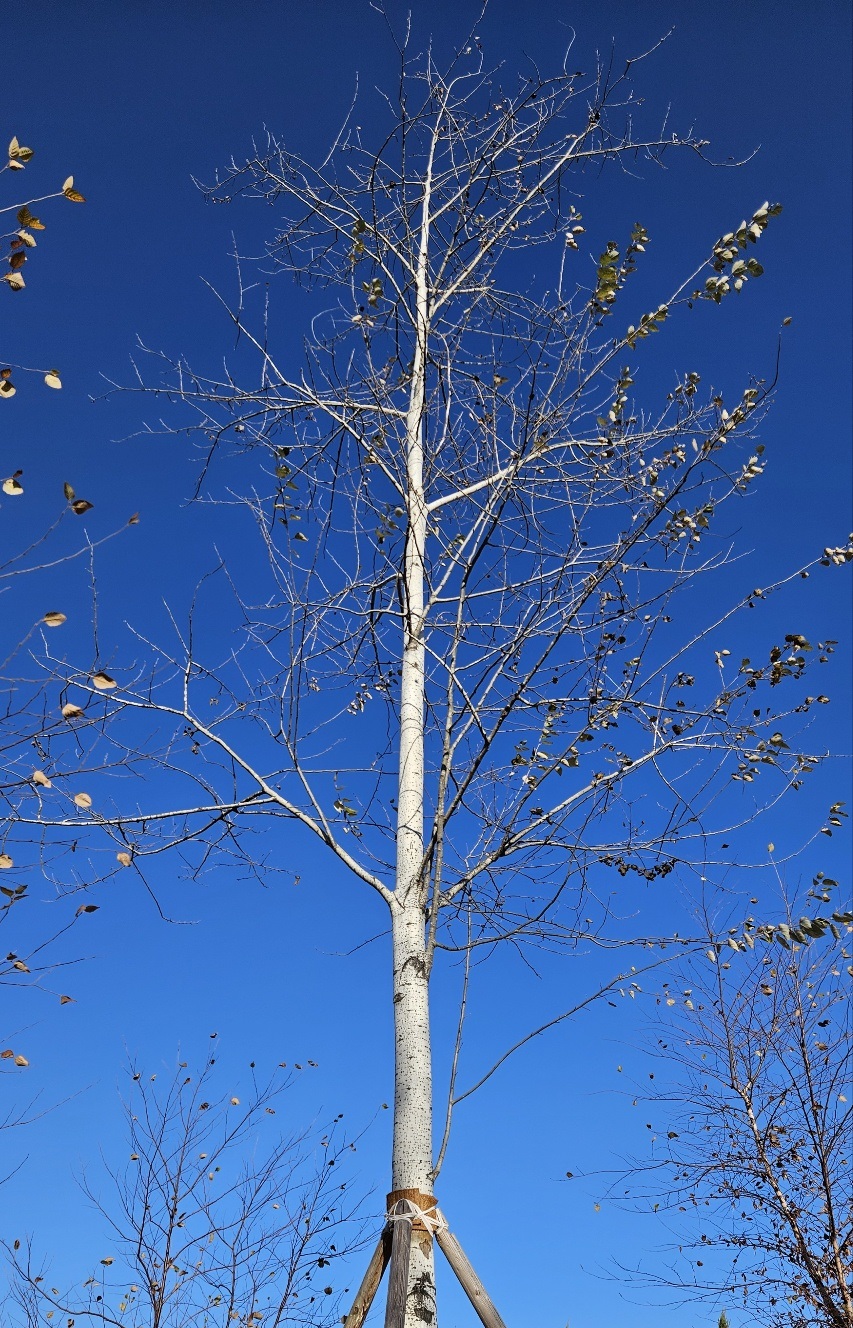 새파란 하늘과 대비되는 하얀 수피의 나무