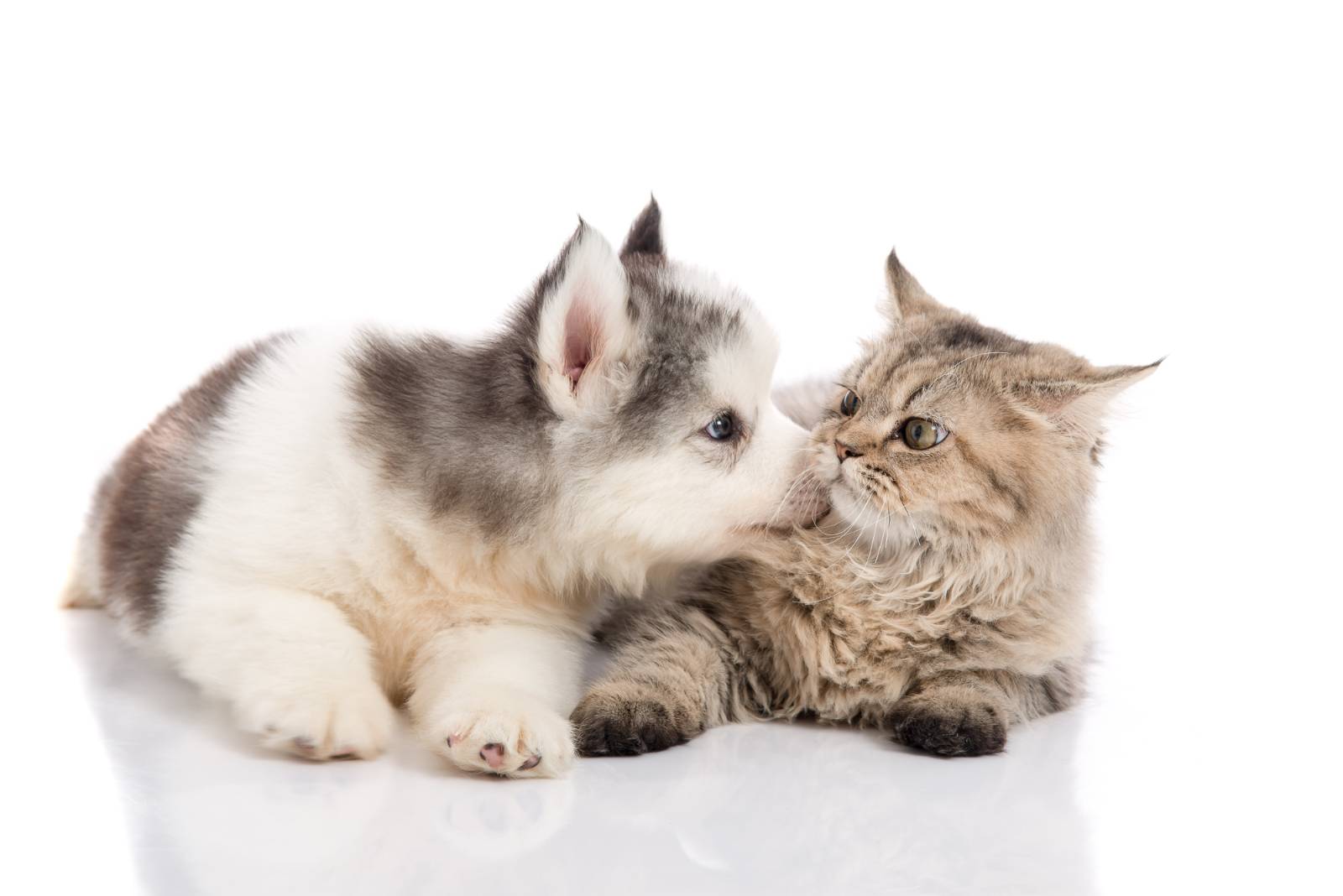 사미들 기분 좋아지라고 댕냥이 사진 투하🥰 ⓒgettyimagesbank