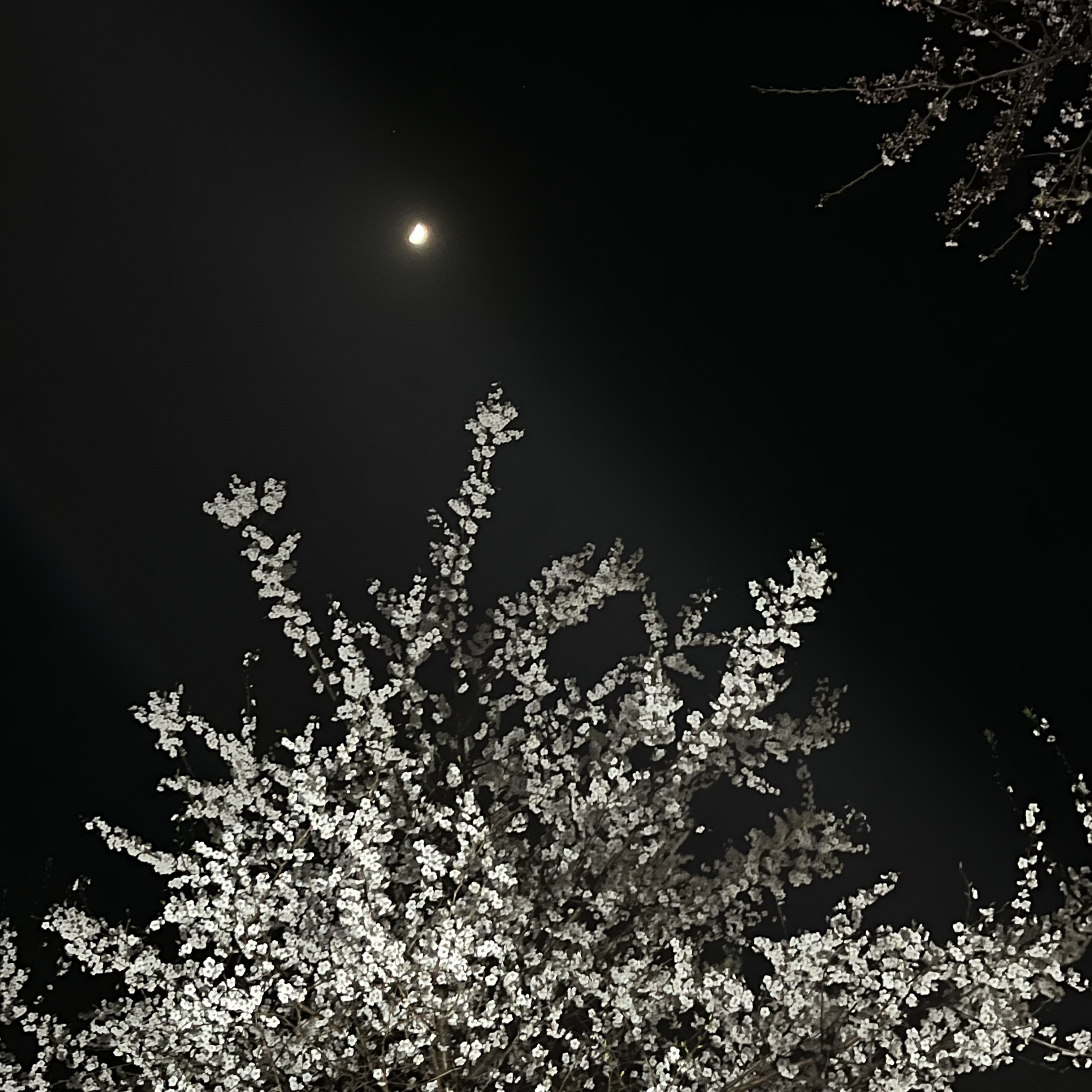 예쁜 밤 벚꽃을 선물할게요.