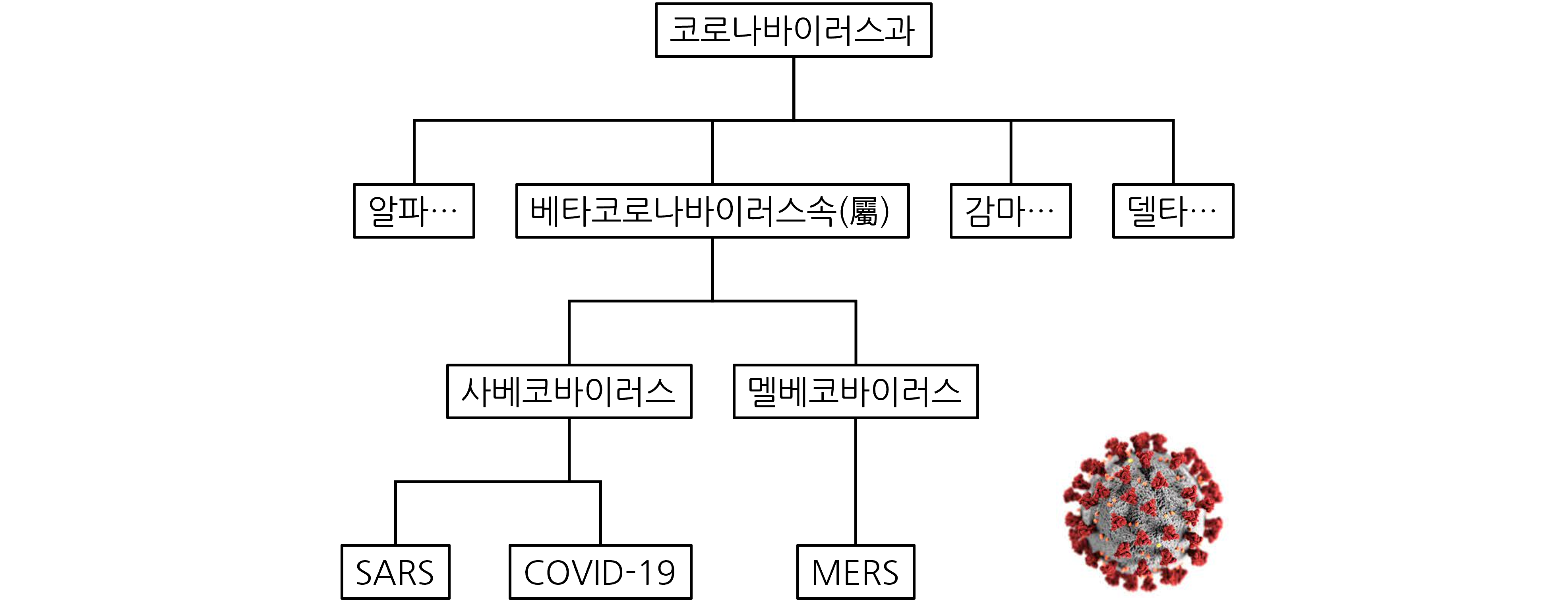 코로나바이러스의 계통도입니다.