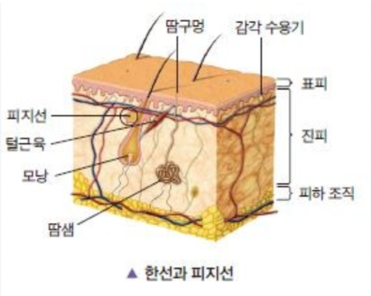 https://m.blog.naver.com/bosungabi/221218057665