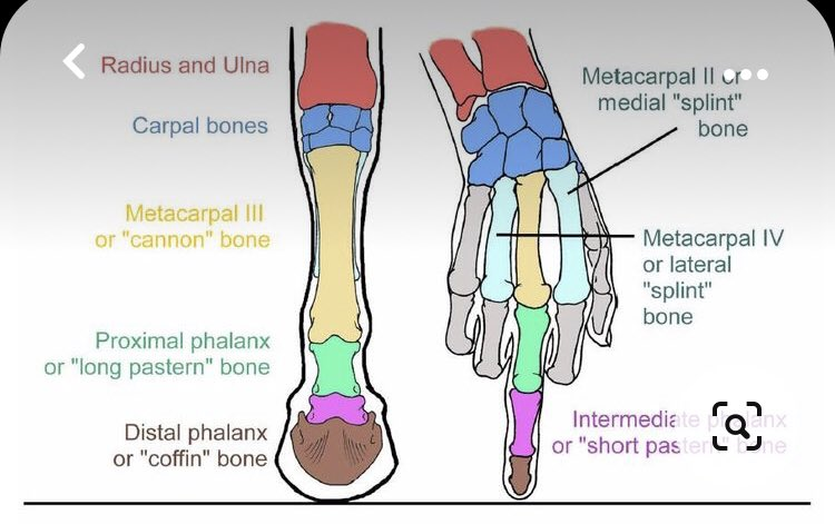 오른쪽 그림에서 splint bone이라고 표시된 하늘색 뼈가 보이시나요? <br>자세히 보면 왼쪽 그림에도 미세하게 이 뼈가 있습니다.<br>말은 극도로 발달한 가운데 발가락으로 서 있고, 나머지 발가락은 없어졌으며, 검지와 약지는 그 흔적만 겨우 찾아 볼 수 있다고 볼 수 있습니다.