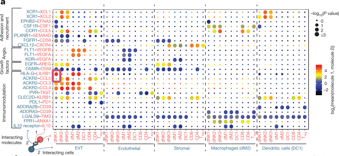 가로축은 상호작용하는 세포를, 세로축은 그 세포들에서 어떤 분자가 상호작용하는지 알 수 있답니다.자주색으로 표시된 부분을 보면 EVT의 HLA-G분자와, dNK1세포의 LILRB1분자가 상호작용함이 표시되어있어요!