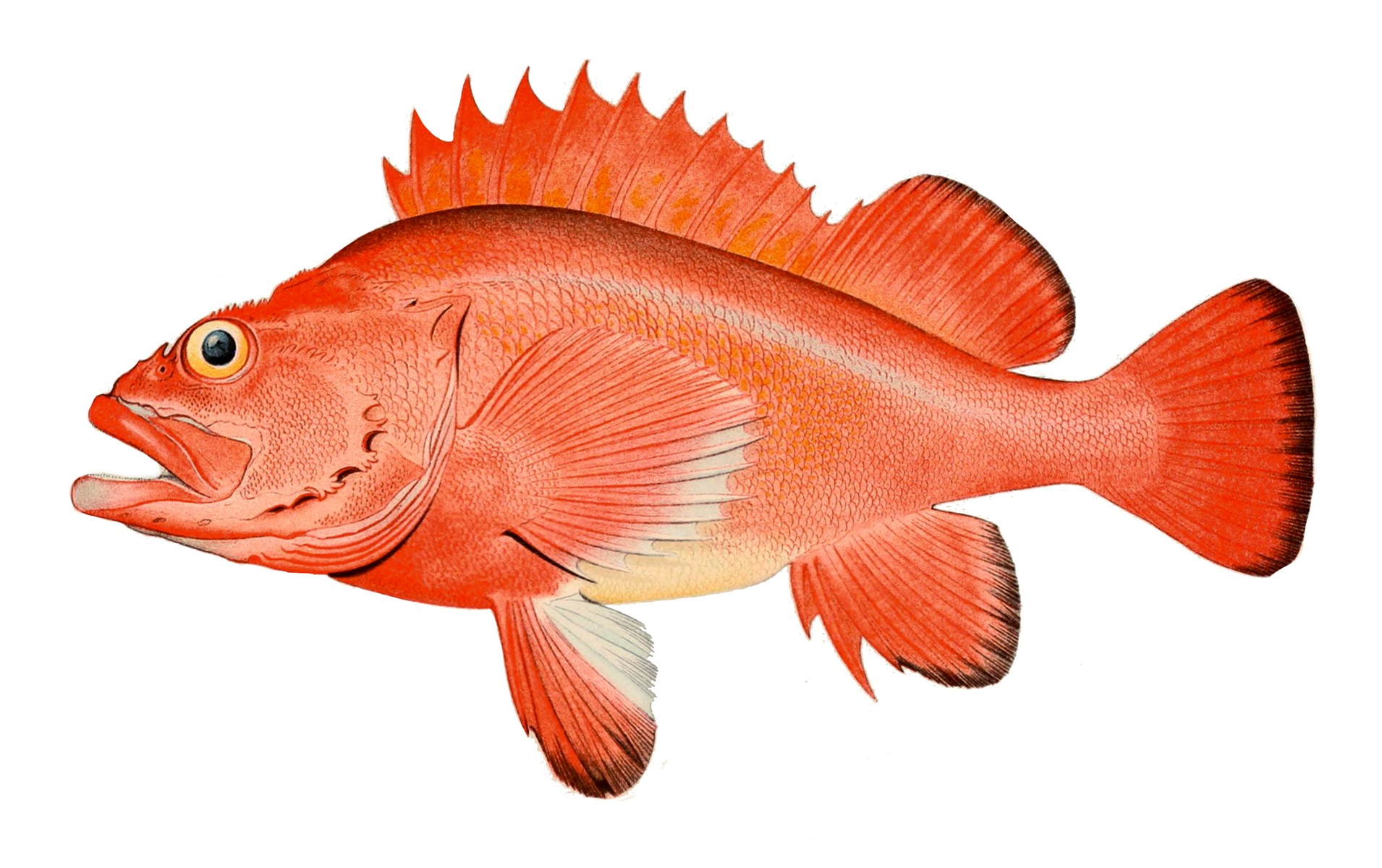 200년 이상 산다고 알려진 한볼락(Sebastes aleutianus)입니다. 출처: Bulletin of the United States Fish Commission