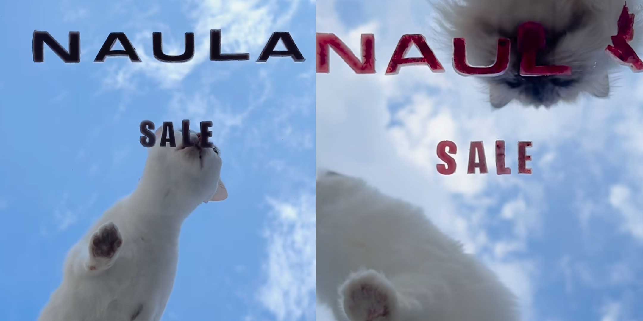 ⓒ Naula