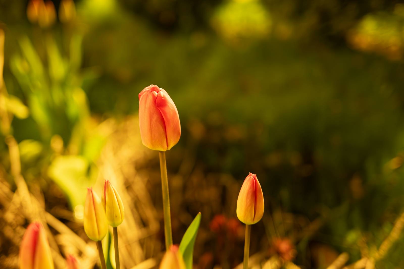 엉성한 봉오리의 삶의 썸네일 이미지