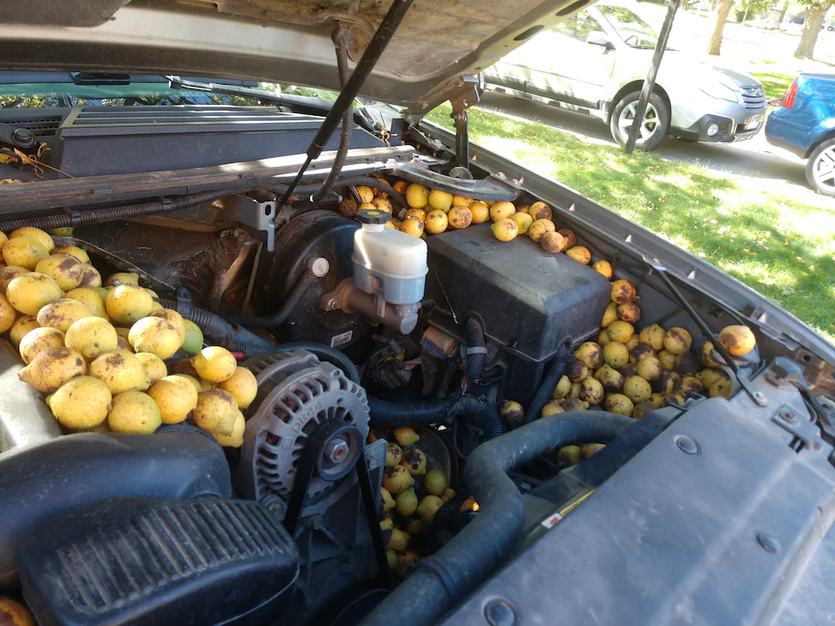 Every two years, a neighborhood squirrel hides black walnuts in Bill Fischer's truck. This year, the Fargo, N.D., resident cleared out 42 gallons of nuts. (Bill Fischer)