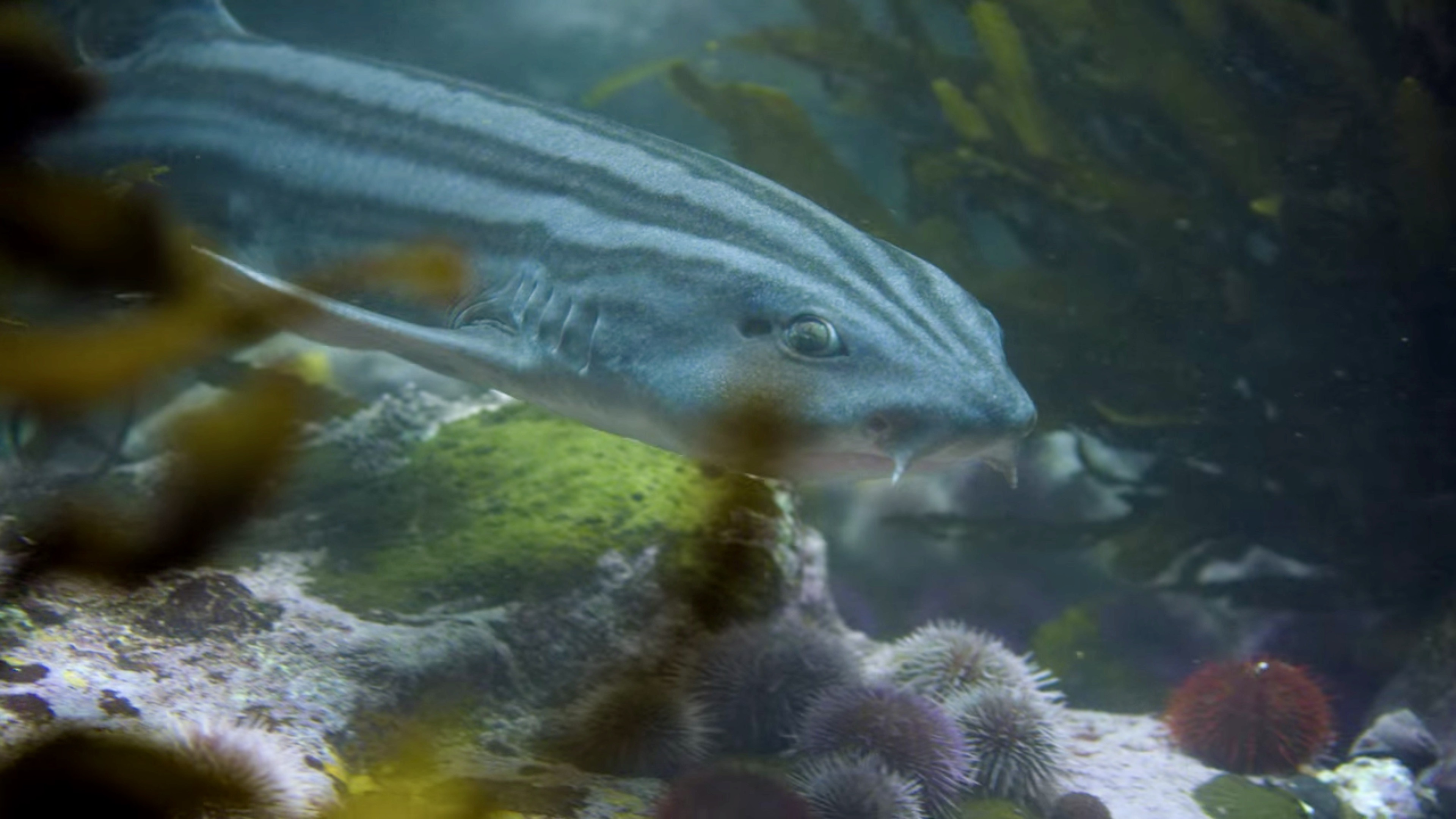 문어의 오랜 천적인 파자마 상어. 다시마 숲에서 가장 끗발이 있는 포식자이다. © 넷플릭스