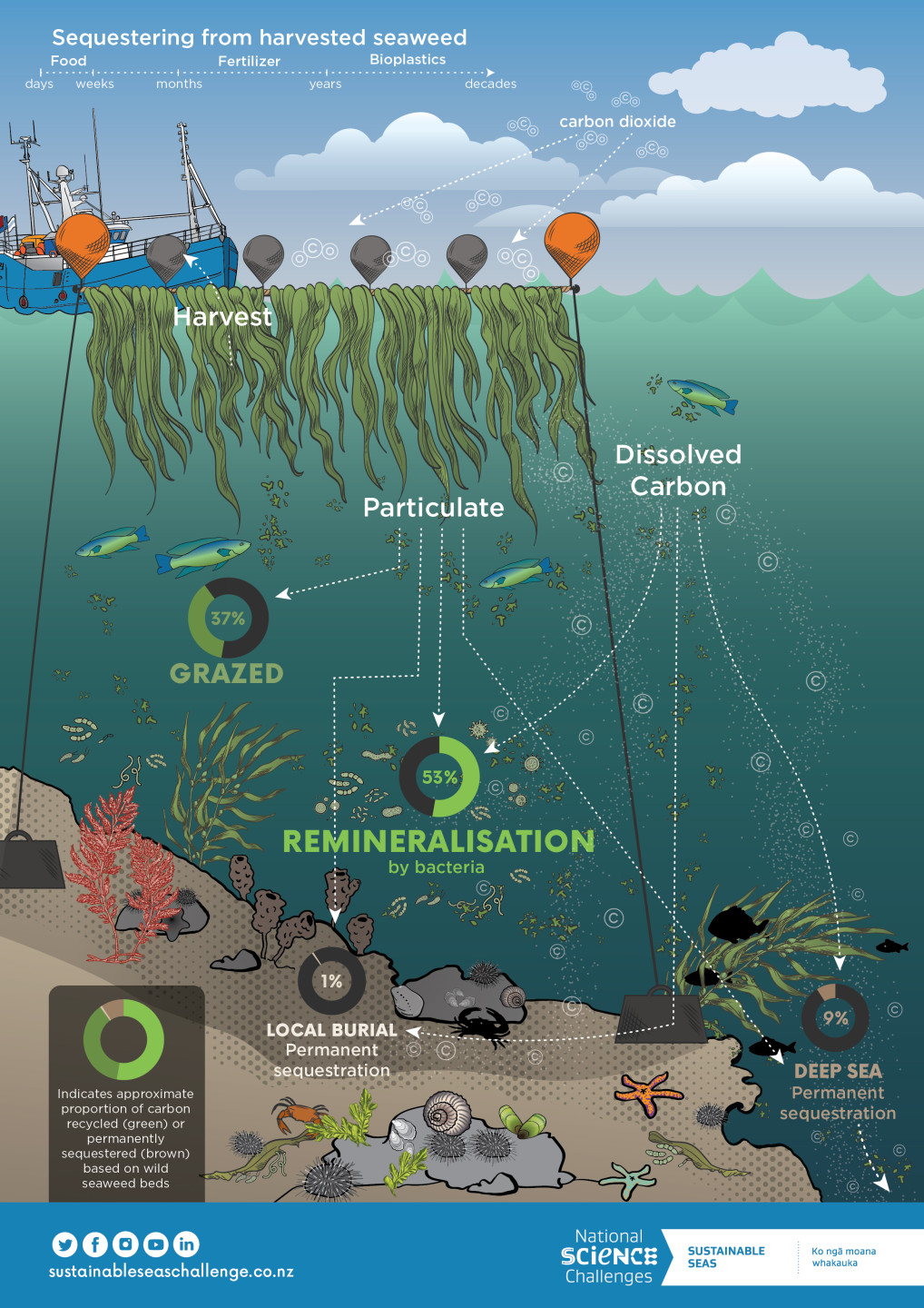 양식한 해조류를 심해에 가라앉히면 탄소를 반영구적으로 제거할 수 있습니다. 출처: https://www.sustainableseaschallenge.co.nz/tools-and-resources/carbon-cycle-seaweed-farms/, CC BY-NC-ND 4.0.