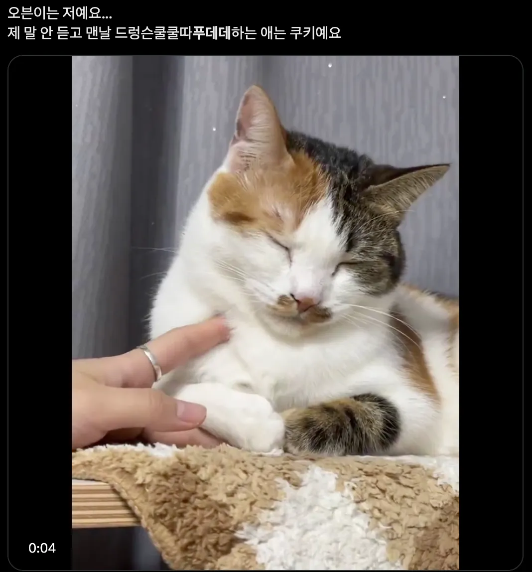 이미지 = X 캡처 (https://x.com/cooki__tty/status/1860482779009733091)