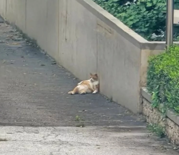 생산성 강박에 나태함이라는 처방의 썸네일 이미지
