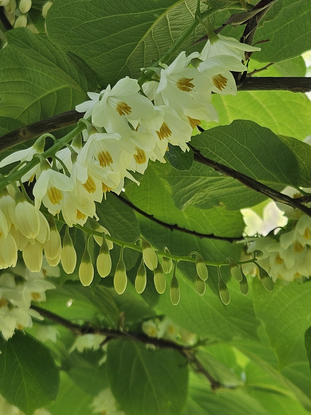 꽃망울과 꽃은 귀엽고 청순하고