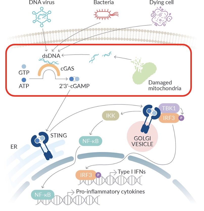 출처: https://www.caymanchem.com/news/targeting-cgas-activity-in-the-sting-pathway