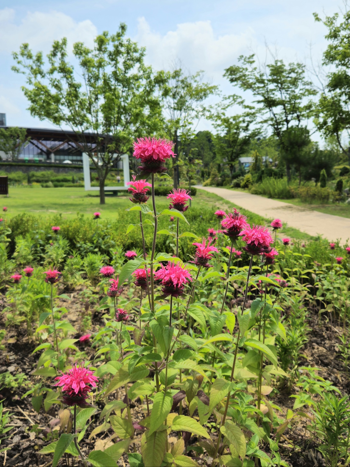 '나 빨강 좋아하네'의 주인공 베르가못