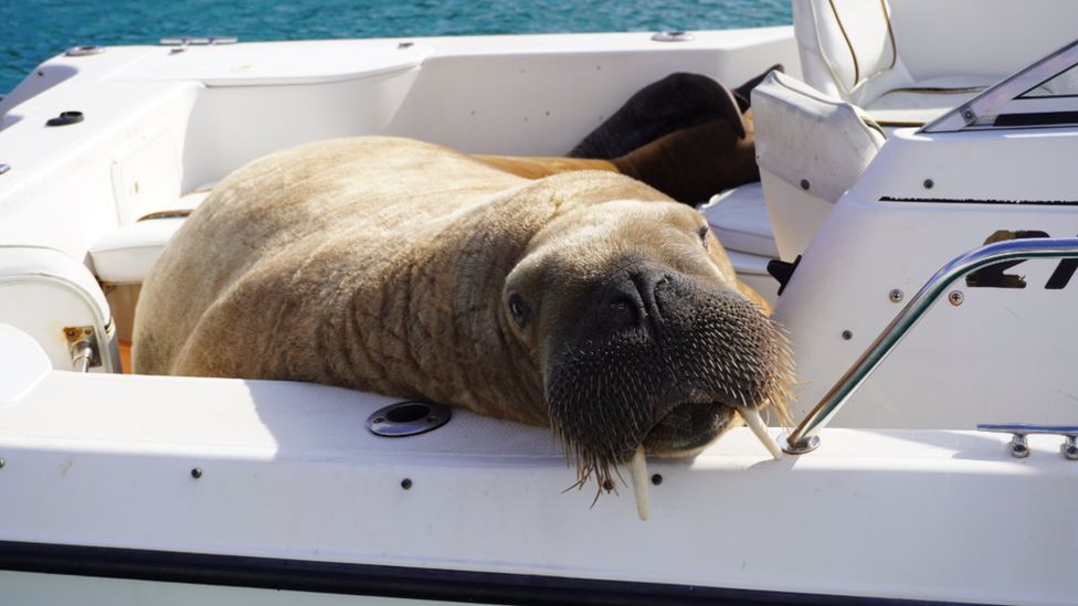 Wally the walrus