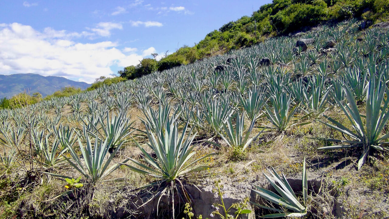 출처 - mezcalreviews.com