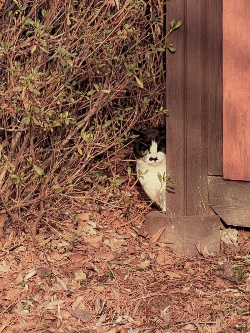 호수공원에서 본 고양이 귀여워