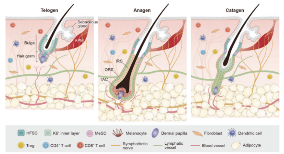 출처 : Lee, J. H., & Choi, S. (2024b). Deciphering the molecular mechanisms of stem cell dynamics in hair follicle regeneration. Experimental and Molecular Medicine/Experimental and Molecular Medicine, 56(1), 110–117.