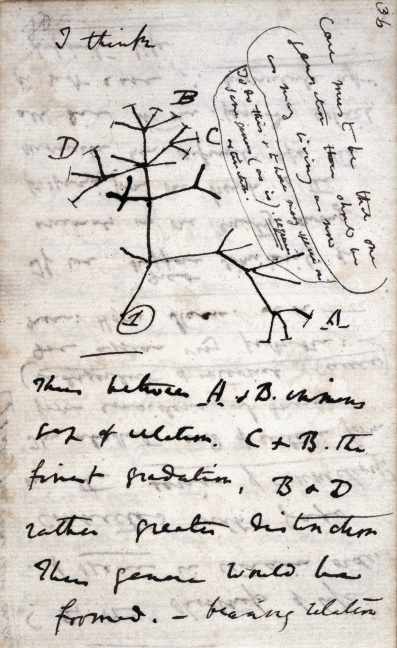 1837년 7월 즈음 다윈이 처음으로 스케치한 '생명의 나무'. '나는 이렇게 생각한다 (I think)'라고 시작하는 그의 메모는 이제 생명의 역사를 안내하는 가장 중요한 가이드가 되었다.