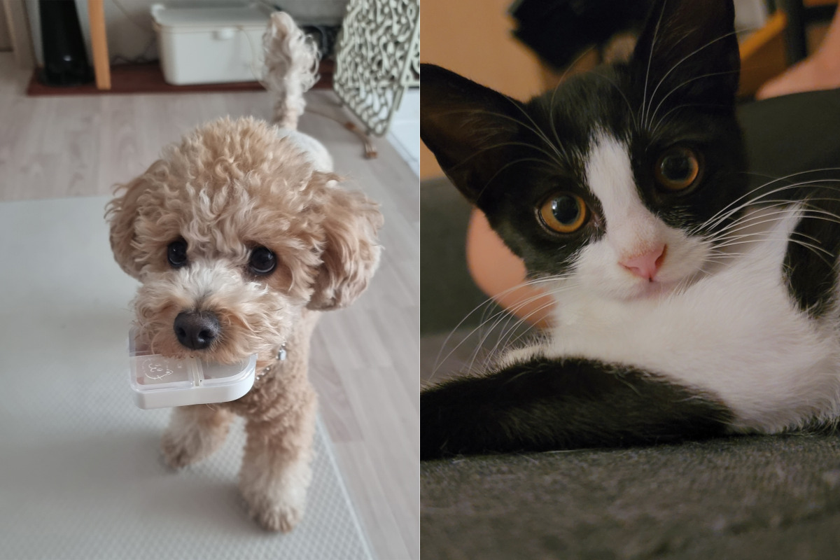 사랑둥이 가을이와 엄마의 원동력 다루💞