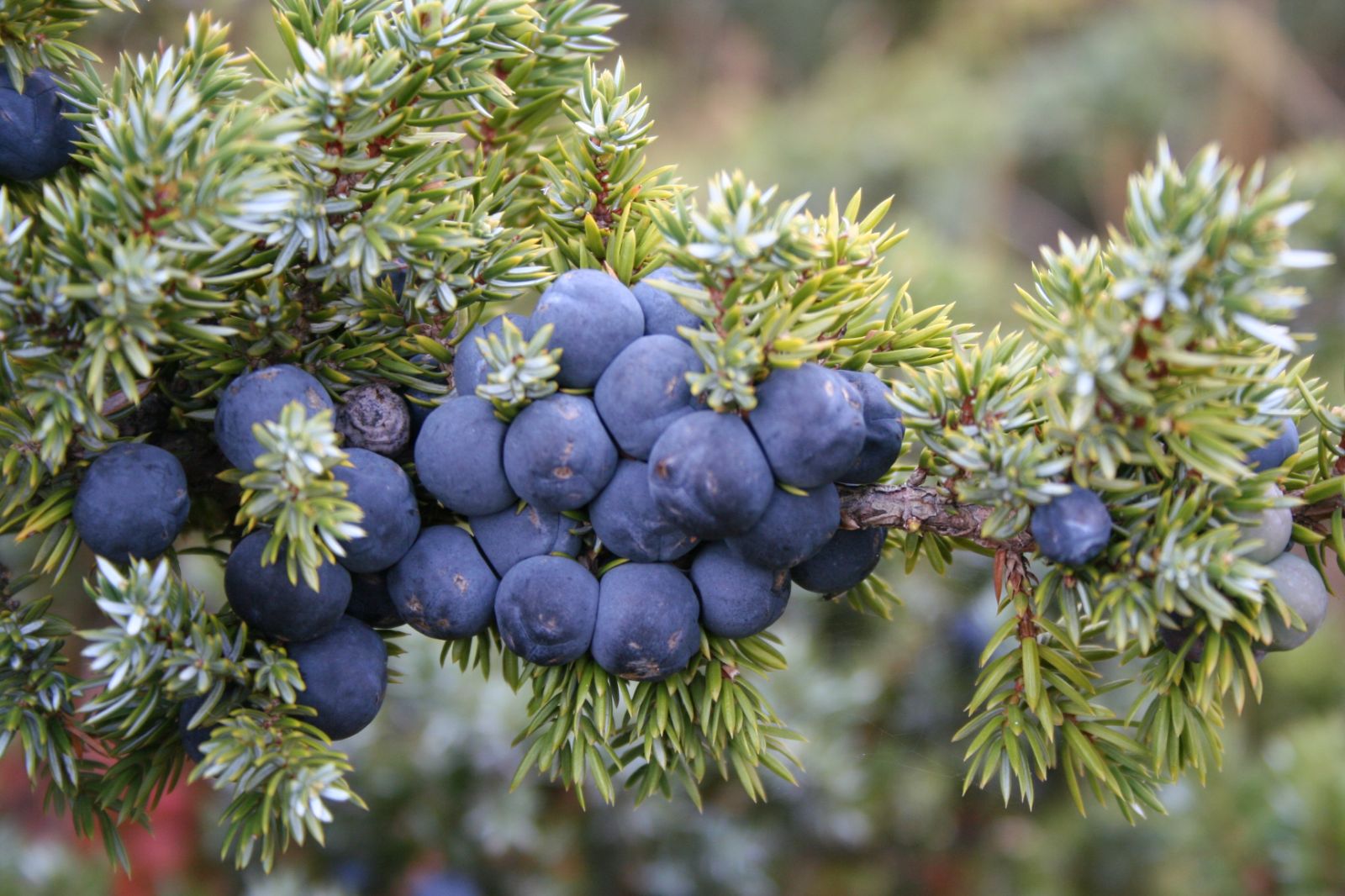 Juniperus communis