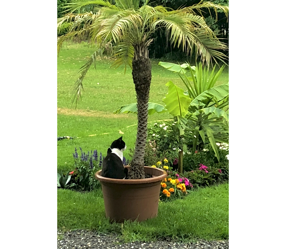 스위스에서 만난 귀여운 고양이