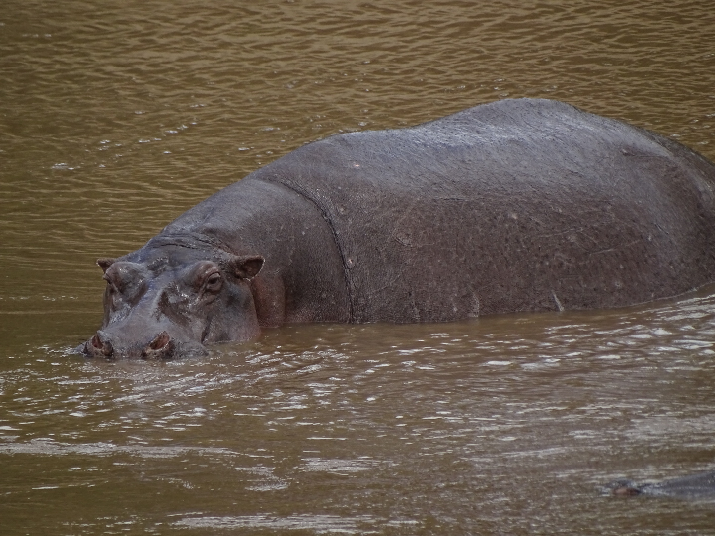 마시이마라 사파리에서