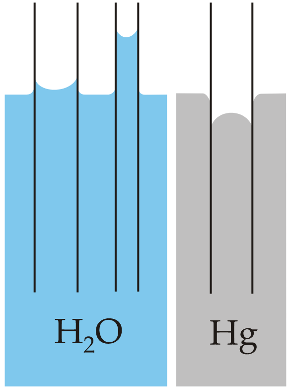 모세관 현상의 대표적인 예. 물(H2O)의 경우 유리-물 사이의 힘이 물-물 사이의 힘 보다 강하다. 반대로, 수은(Hg)의 경우 수은-수은 사이의 힘이 유리-수은 사이보다 크다. 이 때문에 모세관 내의 물의 표면은 상승하고, 수은의 표면은 하강한다. 