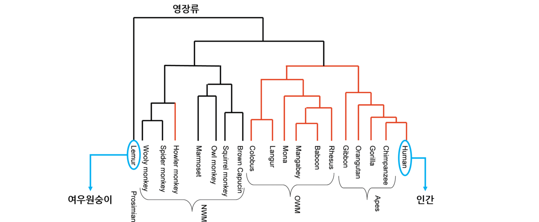 영장류의 “족보”인 진화계통수(phylogenetic tree)입니다. 계통수의 맨 왼쪽에 여우원숭이가, 맨 오른쪽에 인간이 있습니다. 여우원숭이는 인간과 가장 유전적 거리가 멀리 떨어진 영장류입니다. 출처: PLoS Biol 2, e5 (2004), CC-BY 4.0.