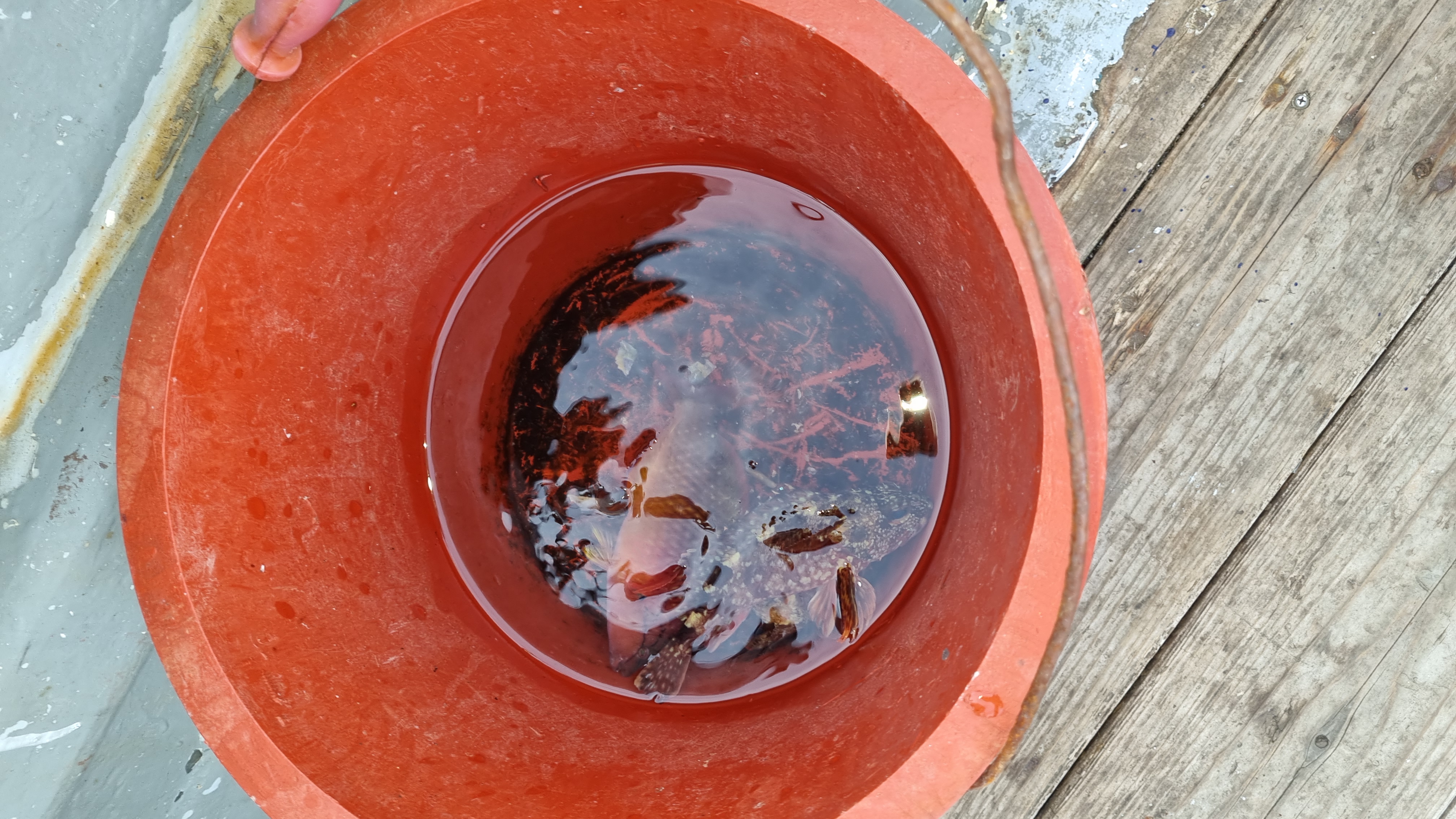 내가 두 마리나 잡았다!