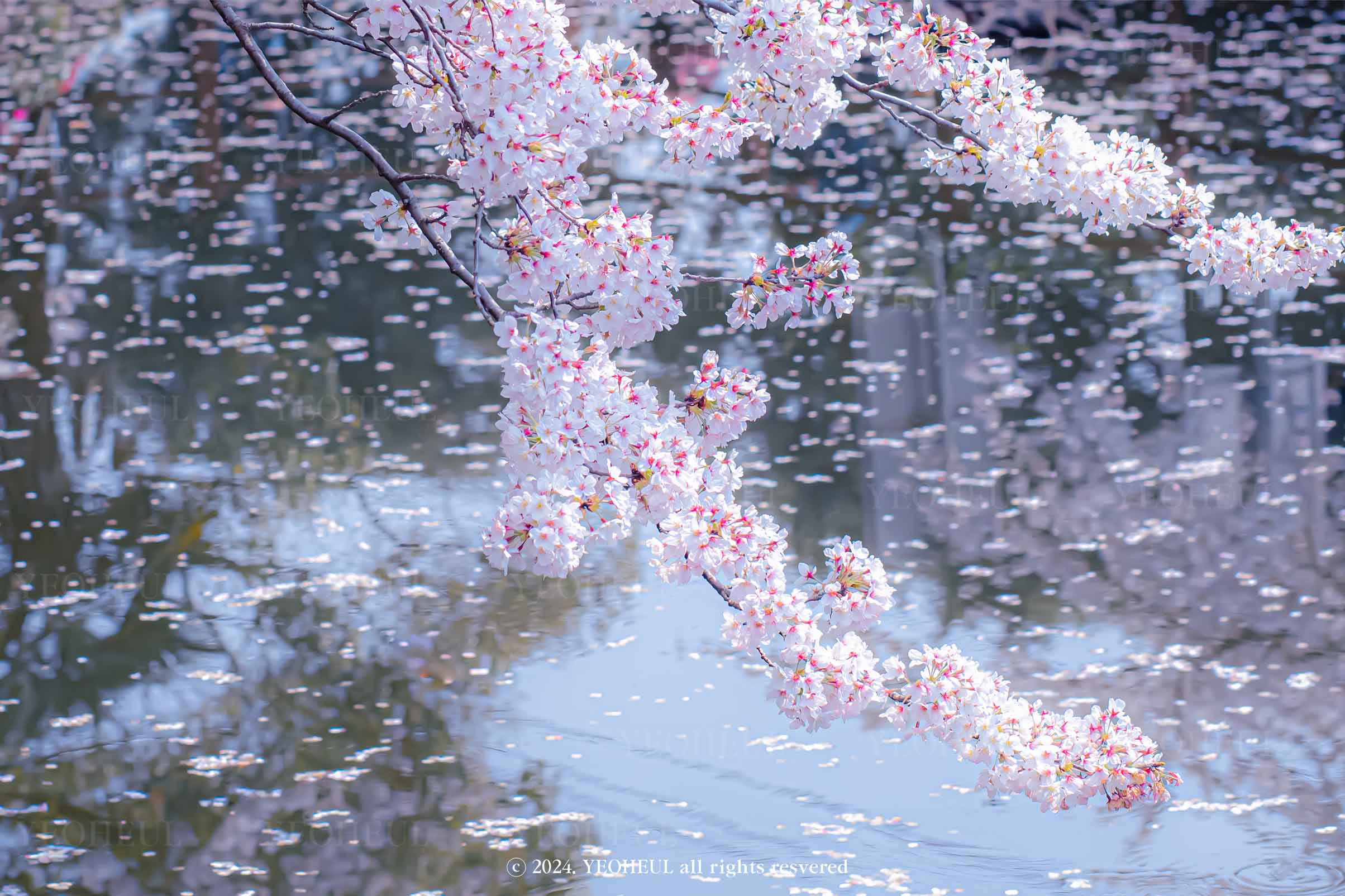 #1-2. 일렁이는 봄