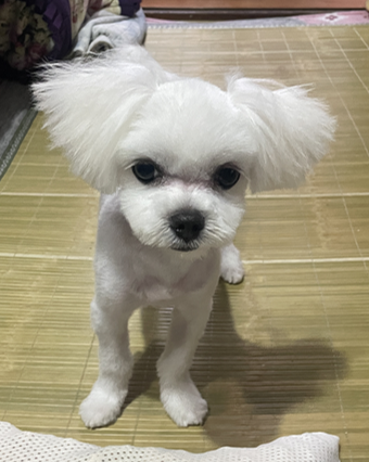 첨부 이미지