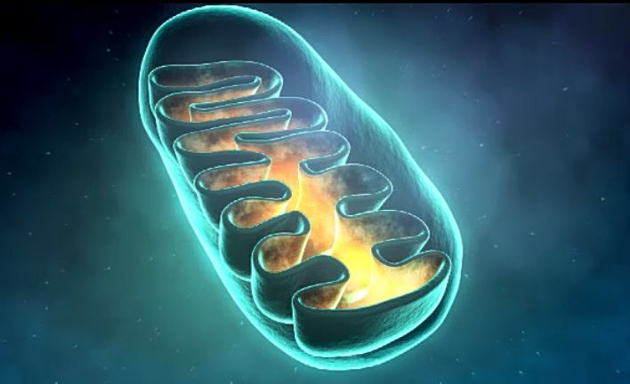 미토콘드리아 DNA의 메틸화와 질병의 관계의 썸네일 이미지