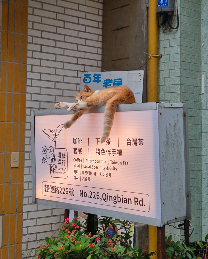 행운의 고양이 🍀