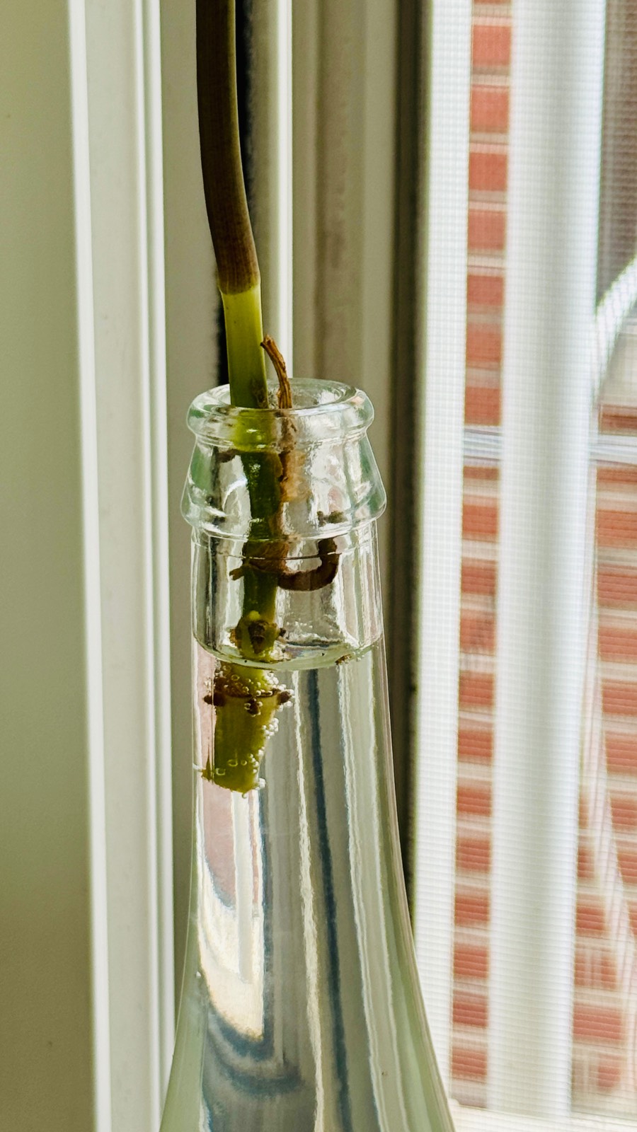 가끔은 줄기를 잘라낼 필요도 있다의 썸네일 이미지