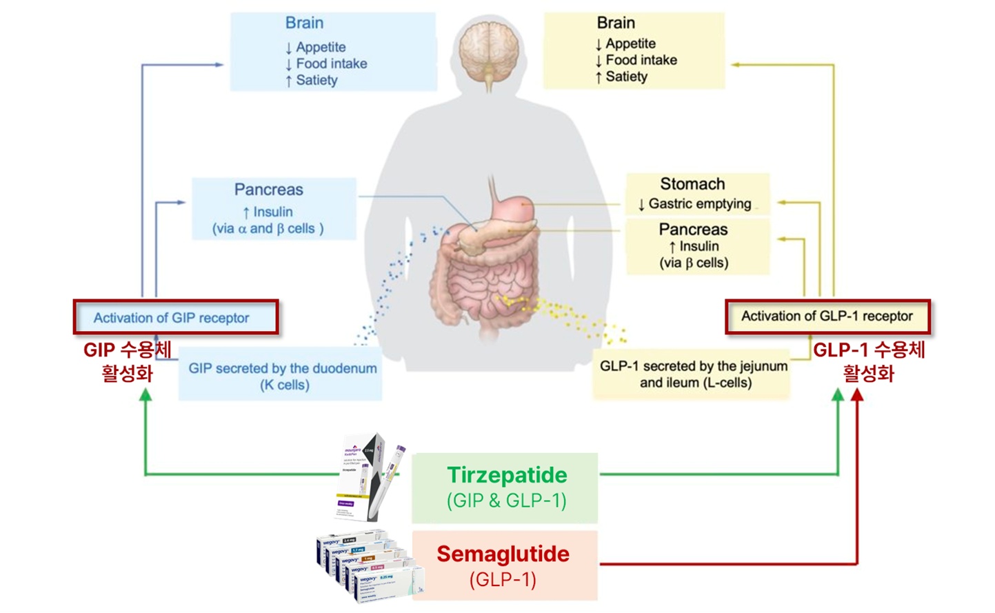 Adapted from Bass et al. (2023).