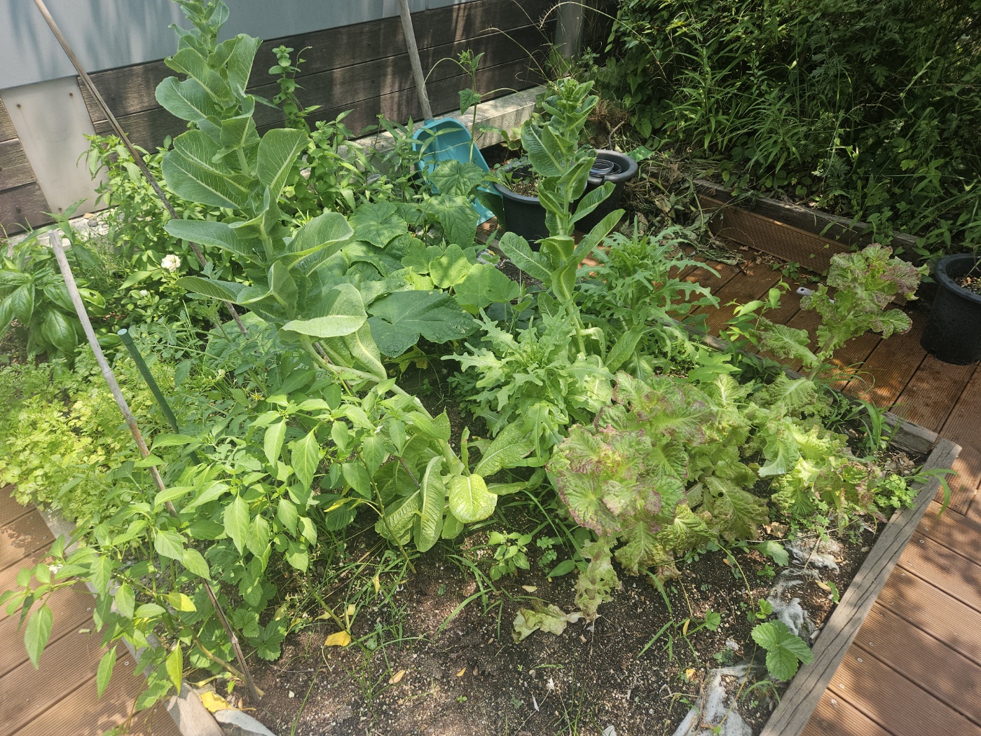 무럭무럭 자란 호가든의 모습