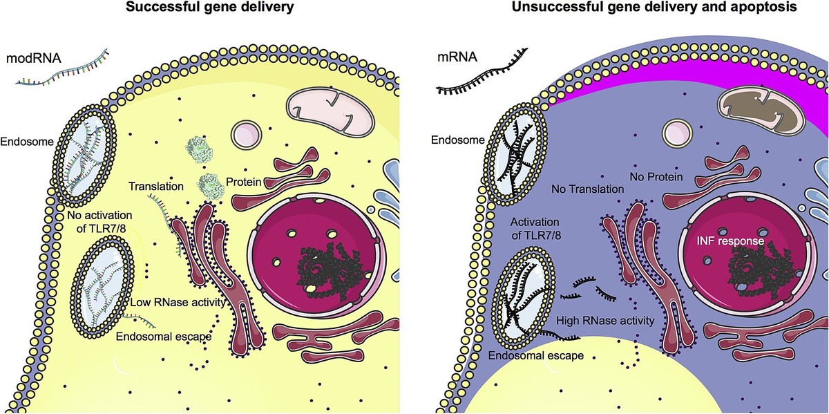 왼편은 modRNA에 대한 세포의 반응, 오른편은 mRNA에 대한 세포의 반응을 나타냅니다. Mol. Ther. 27, 785-793 (2019). CC BY-SA 4.0