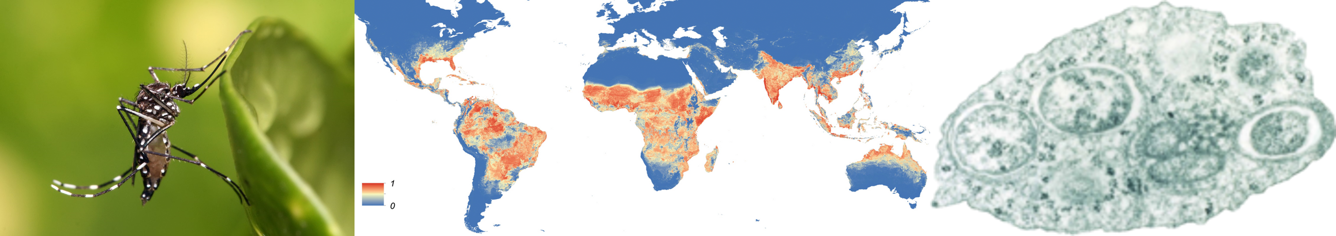 (왼쪽) 이집트모기의 모습입니다. Wikimedia Commons/Muhammad Mahdi Karim, Aedes aegypti.jpg, GFDL 1.2 (가운데) 이집트모기의 분포도입니다. 붉은색에 가까울수록 모기가 많이 사는 곳이에요. eLife 2015;4:e08347, Public Domain (오른쪽) 볼바키아 박테리아의 현미경 사진입니다. PLoS Biol 2(3): e76, CC BY 2.5