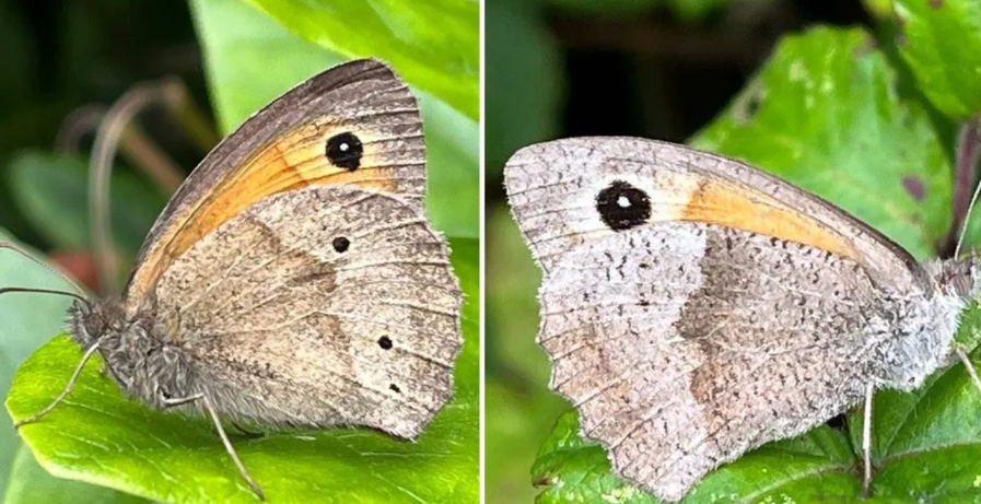 세 개의 점이 있는 암컷 나비와 점이 없는 암컷 나비