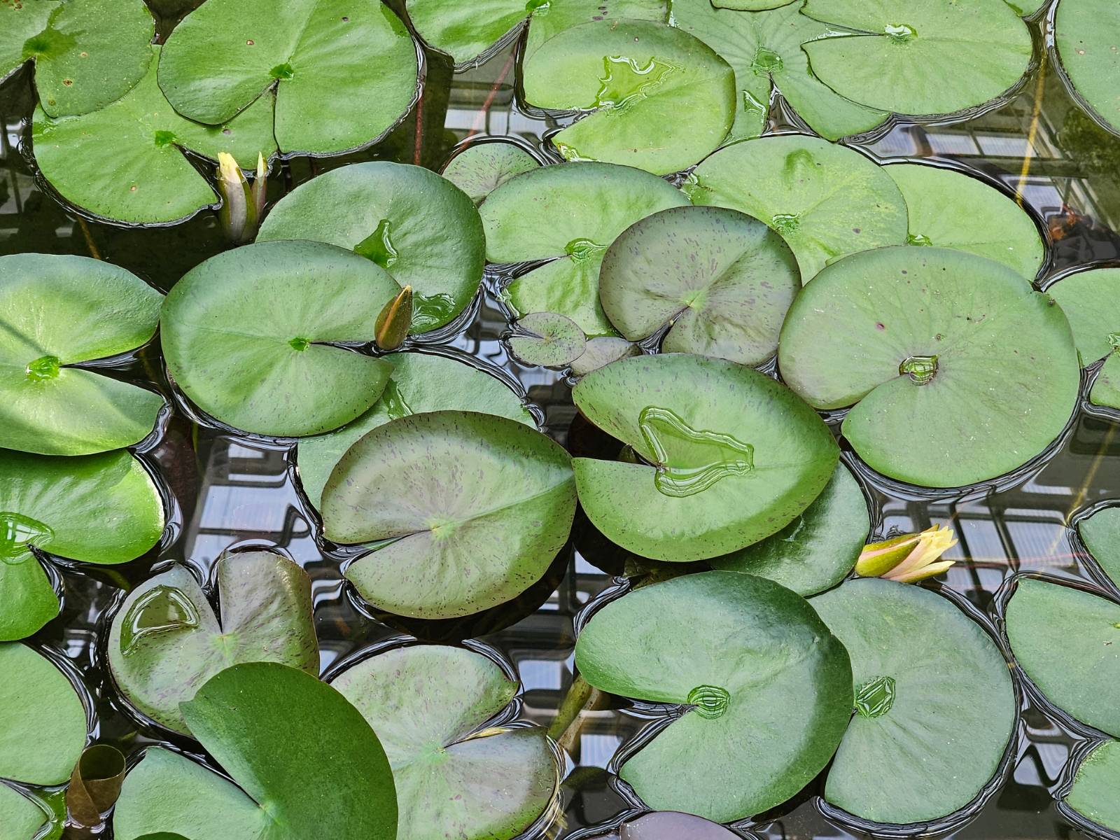 사그라드는 아름다움에 대한 건에 대하여...